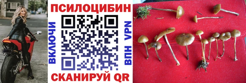 Псилоцибиновые грибы Psilocybe  Белоозёрский 